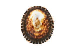 Victorian Limpet Shell Rose Gold Brooch